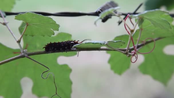 黒 Pipevine アゲハチョウの幼虫. — ストック動画