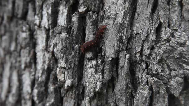 Pipevine Swallowtail larv på ett träd. — Stockvideo