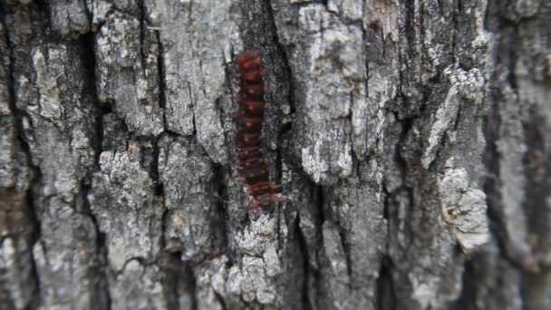 Pipevine Swallowtail Caterpillar em uma árvore . — Vídeo de Stock