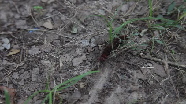 Negro Pipevine cola de golondrina oruga . — Vídeo de stock