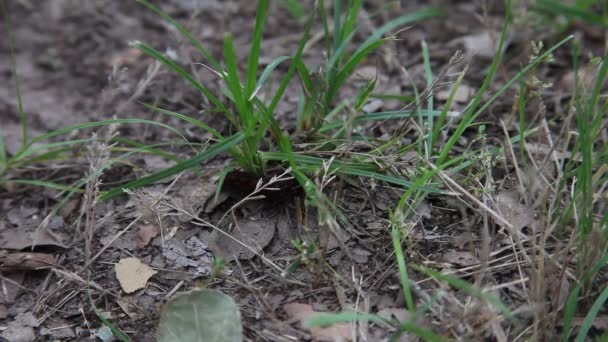 Zwarte Pipevine Swallowtail Caterpillar. — Stockvideo