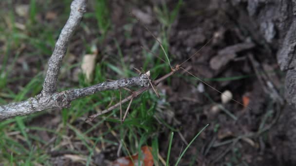 Insecte bâton de marche — Video