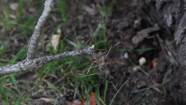 Walking stick insect. — Stockvideo