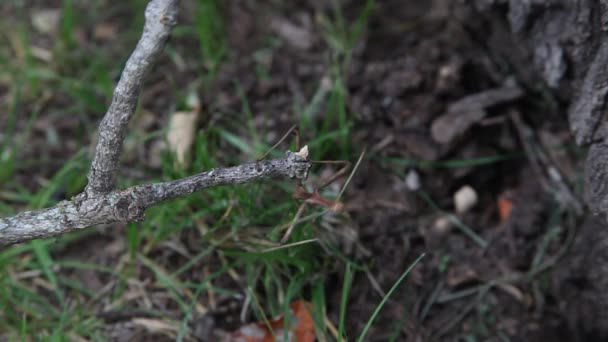 Insecte bâton de marche . — Video