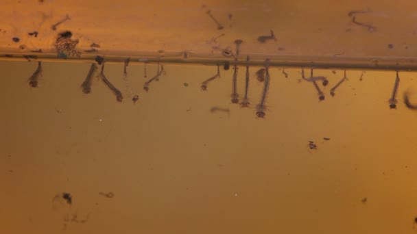 Κουνουπιών κάμπια σε λιμνάζοντα νερά. — Αρχείο Βίντεο