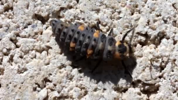 Ladybug Larva macro — Stock Video