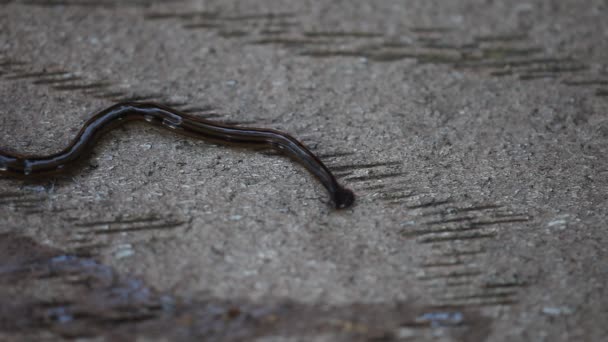 Hammerhead Flatworm de cerca . — Vídeos de Stock