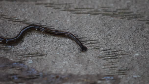 Hammerhead Flatworm upclose. — Stockvideo