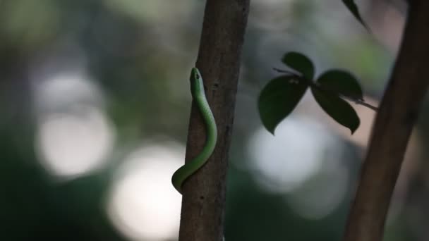 Greensnake grimpant à un arbre . — Video