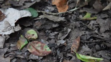 Kurbağa yaprakları