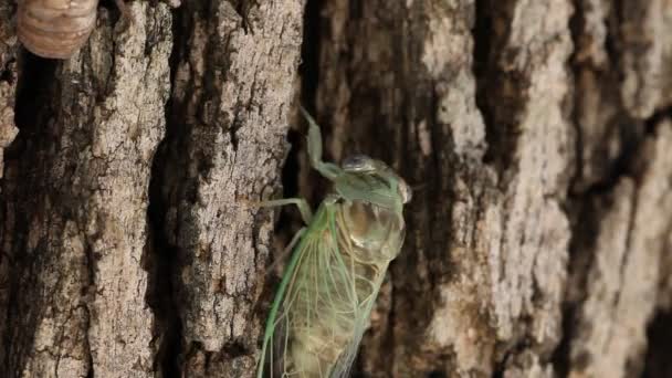 Nieuw gearceerde Cicada klimmen van een boom. — Stockvideo