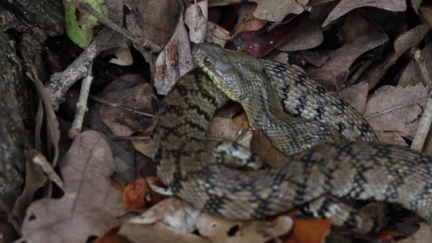 Diamondback víz kígyó a levelek. — Stock videók