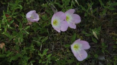 Rüzgarda çuha çiçeği çiçek.