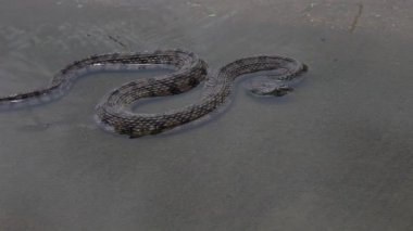 Diamondback su yılanı.