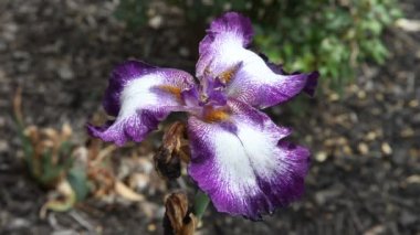 Mor Iris rüzgarda çiçek.