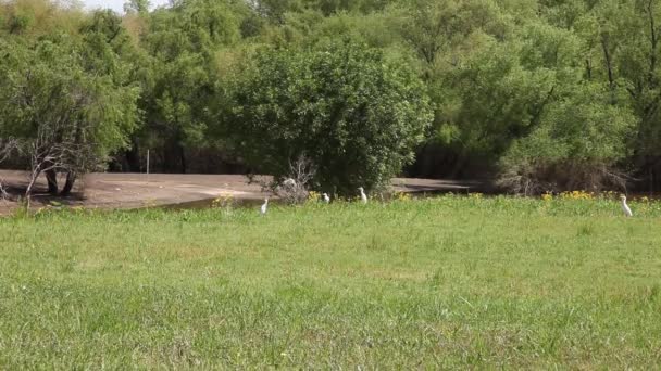 Wit vee zilverreigers grazen in een veld. — Stockvideo