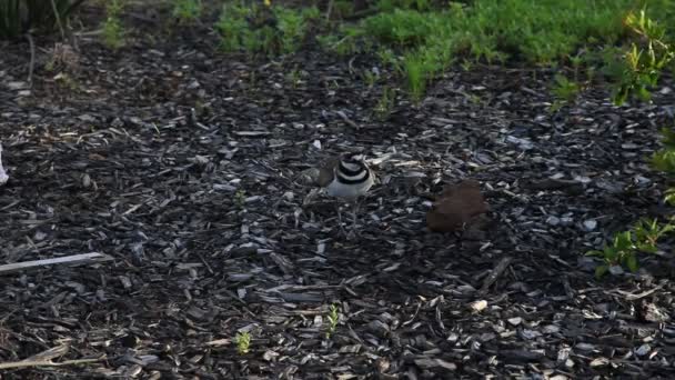 Mor Killdeer med ägg och boet. — Stockvideo