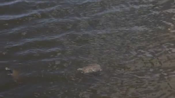 Deux femelles tortues à carapace molle dans une rivière . — Video