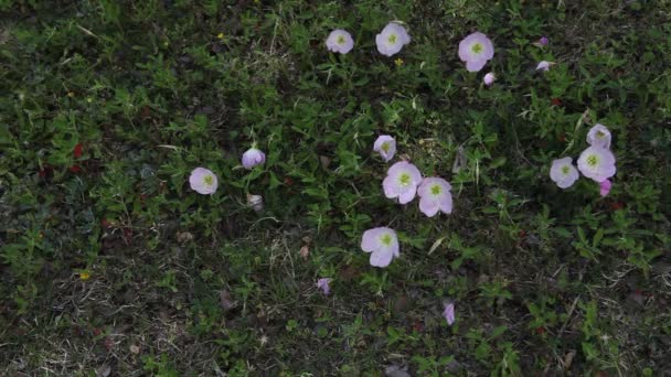 Bunga Primrose berhembus dalam angin . — Stok Video