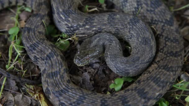 Diamondback Water Snake. — Stock Video