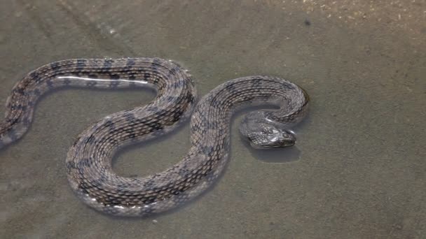 Diamondback serpiente de agua . — Vídeo de stock