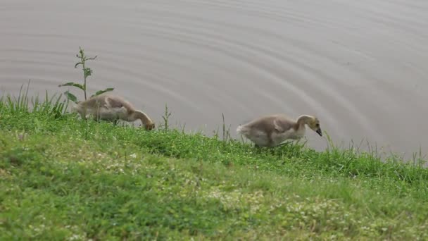 Twee baby ganzen voederen in de buurt van een vijver. — Stockvideo