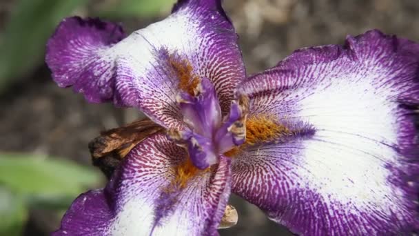 Paarse Iris bloem waait in de wind. — Stockvideo