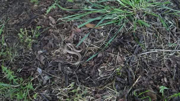 Earthsnake wiebelen op de grond. — Stockvideo