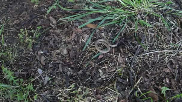 Serpiente de tierra moviéndose en el suelo . — Vídeo de stock