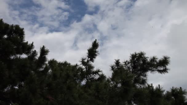 Nubes moviéndose detrás de un árbol pone . — Vídeo de stock
