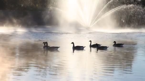 Geese swimming in a misty pond. — Stock Video