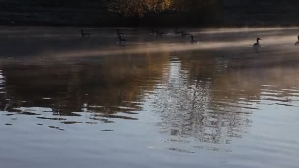 Gässen simma i en dimmig damm. — Stockvideo