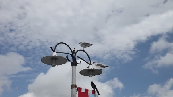 Seagulls on a light pole. — Stock Video