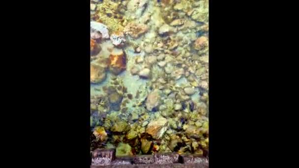 Rio Montanha. Fluxo de água de cristal. — Vídeo de Stock