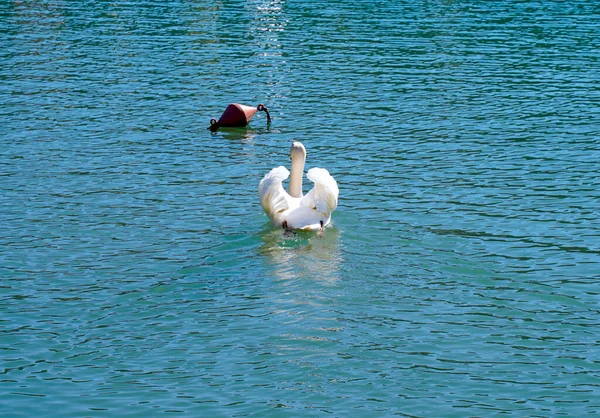 Beyaz kuğu şamandıraya doğru yüzüyor..