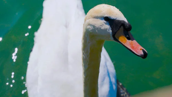Arkaplanı bulanık beyaz kuğu portresi