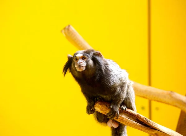 Aranyos majom ül a végtagon, nézi a távolságot.. Stock Fotó