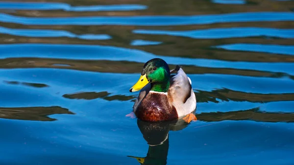Gölün yüzeyinde süzülen yaban ördeğinin yakın plan portresi.