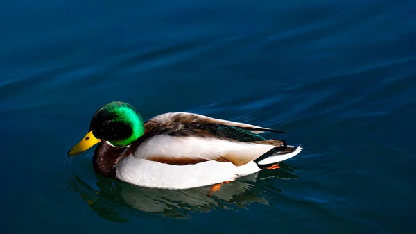 Yaban ördeği dinleniyor gölün yüzeyinde