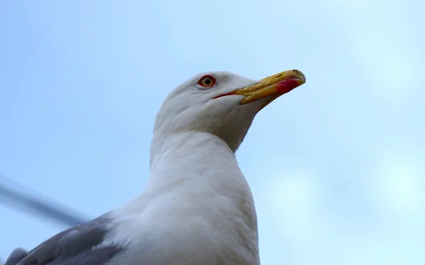Deniz Mew mesafeye bakıyor. Venedik.