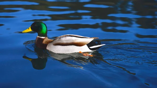 Kuş yaban ördeği gölün yüzeyinde yüzüyor..