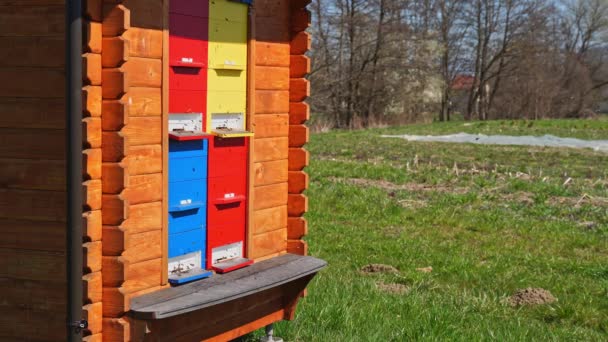 Honey bees flying into the colourful hive. Apiculture — Stock Video