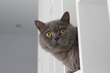 Evcil hayvanlar için bir ev eşyası rafında duran İngiliz kedi portresi