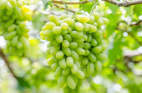 Ripe white grapes fruit