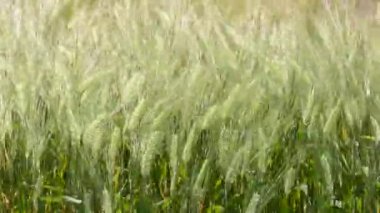 Rüzgarlı gün hareketli buğday alanı kapatın