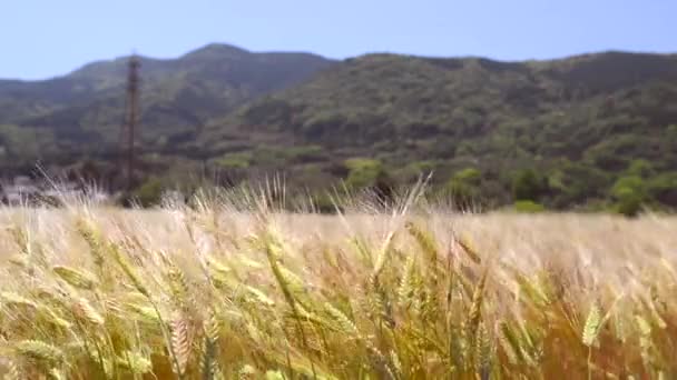 Pole pszenicy ciepłe na wietrzny dzień — Wideo stockowe