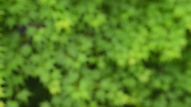 フォーカス緑のカエデの葉の背景に焦点を合わせた — ストック動画