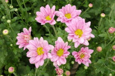 Sonbahar çiçek, mor papatya Çiçek bahçesinde