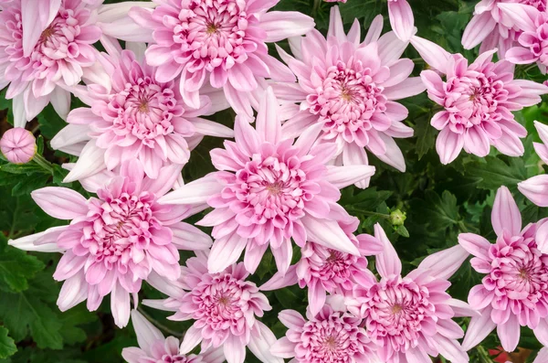 정원에서가 꽃 국화 꽃, 보라색 — 스톡 사진