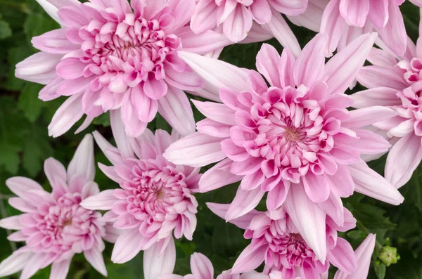 Jesień kwiat, fioletowy kwiat chryzantemy w ogrodzie — Zdjęcie stockowe